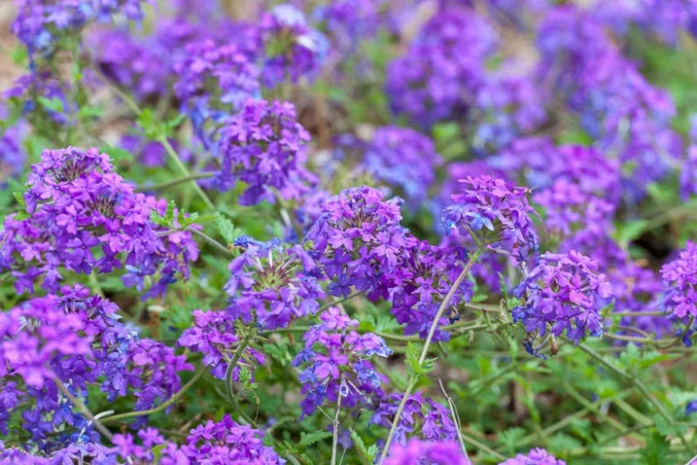 Homestead Purple Verbena canadensis - Live Plant in 1 Pint Pot