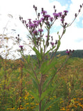 Vernonia noveboracensis Seeds | New York Ironweed - 100 Non-GMO Native Perennial Seeds