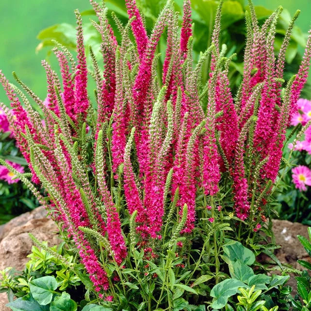 Live Red Fox Speedwell Veronica spicata - 1 Pint Pot, Pink Spikes, Deer & Rabbit Resistant