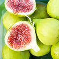 Verte Fig Tree Cutting (Unrooted) - Ficus carica Green Fig Variety for Rooting, Grafting, Propagation