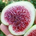 Rockaway Green Fig Cutting (Ficus carica) - Unrooted 8+", 3+ Nodes, Green Skin, Red Pulp