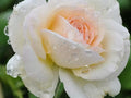White Eden Rose Cuttings (Rosa ‘White Eden’) – 3 Unrooted Cuttings for Rooting or Grafting