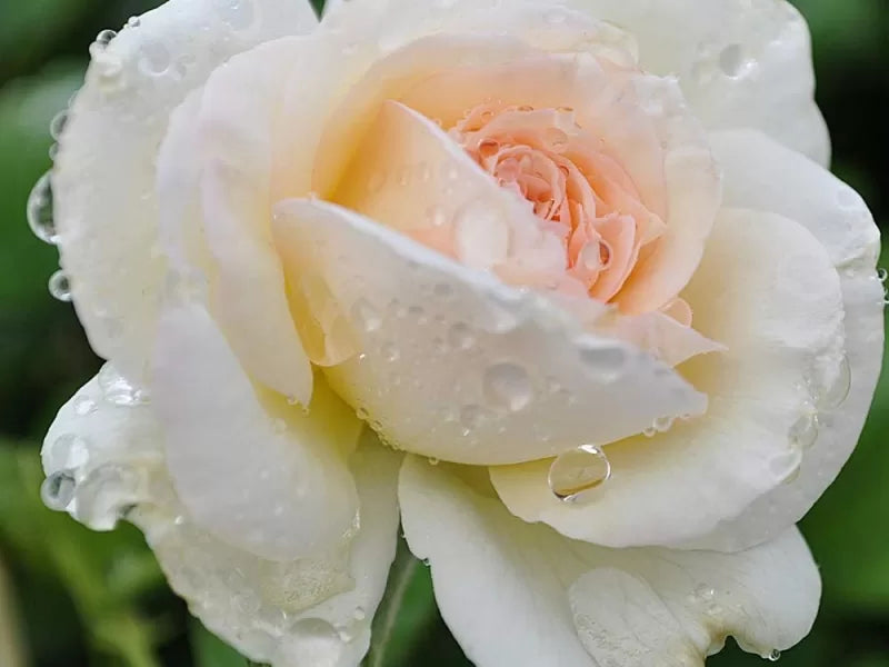 White Eden Rose Cuttings (Rosa ‘White Eden’) – 3 Unrooted Cuttings for Rooting or Grafting