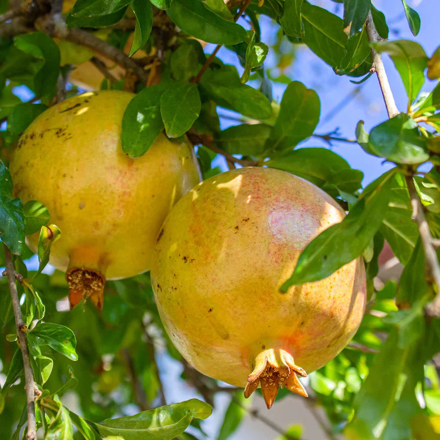 Babylonian White Pomegranate Cuttings (Punica granatum) - 3 Fresh Scions for Rooting or Grafting