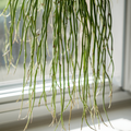 Rhipsalis Cassutha Cuttings - 5 Pack | Epiphytic Cactus - Easy to Root