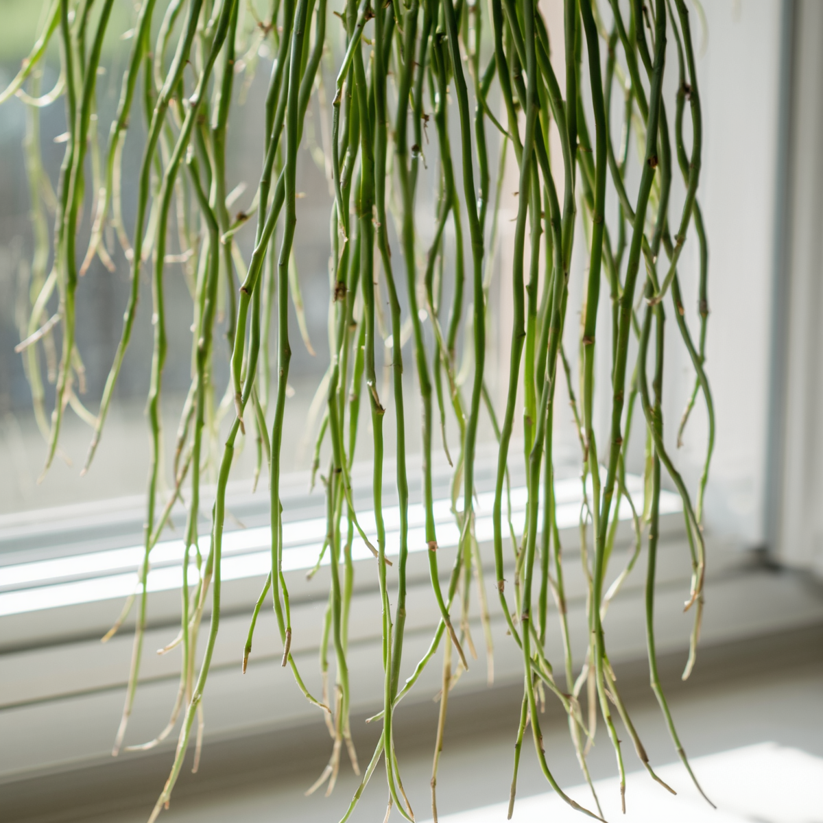 Rhipsalis Cassutha Cuttings - 5 Pack | Epiphytic Cactus - Easy to Root
